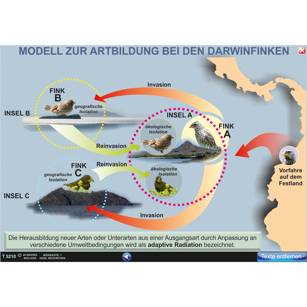 Interaktive digitale Tafelbilder EVOLUTION 2