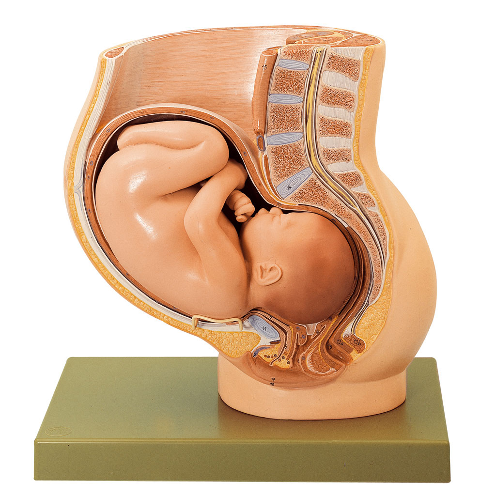 temp214345o0oDUv13ebj Becken mit Uterus im 9. Schwangerschaftsmonat