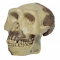 Schädelrekonstruktion - Homo erectus
