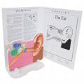 Anatomisches Modell "Das Ohr"
