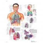Das Atmungssystem - Poster laminiert