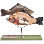 Modell vom Knochenfisch