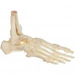 Fuß-Skelett, rechts (bewegliche Gelenke)
