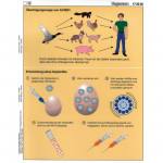 Transparentmappe Vogelgrippe - Infuenza A/H5N1