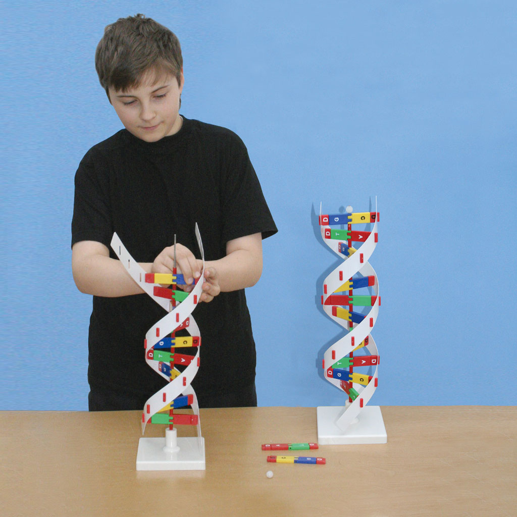 DNA-Übungsmodell für die Hand des Schülers