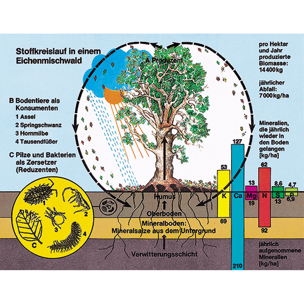 Bodenbiologie und Umwelt - Ökologische Zusammenhänge